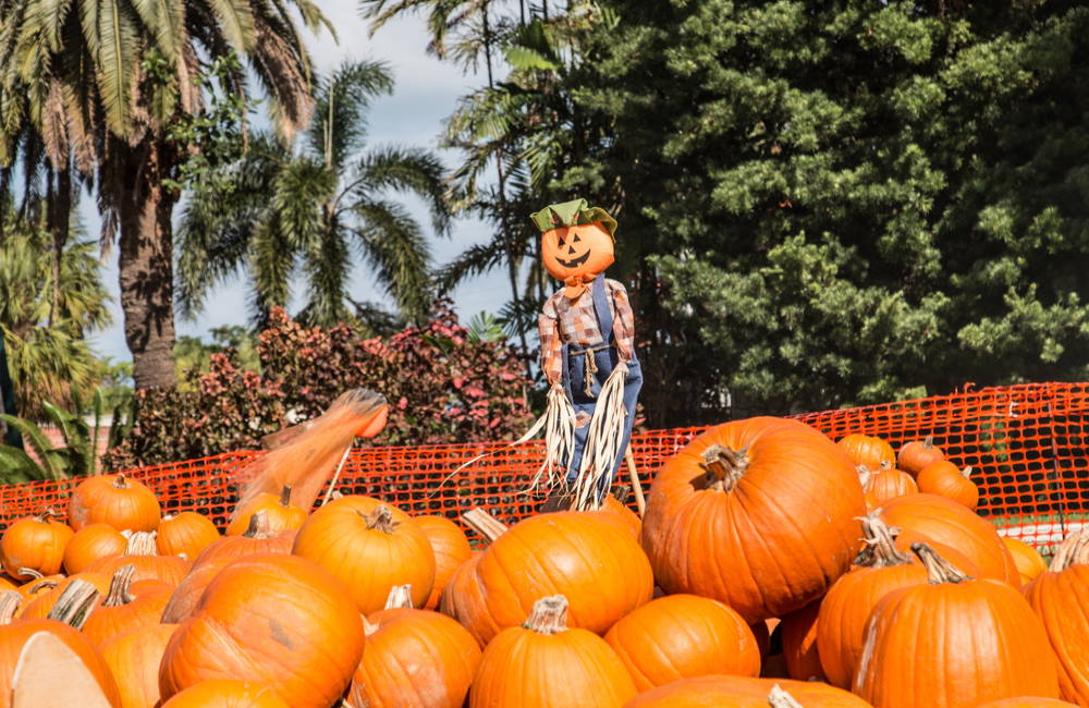 Tips For Planning a Fall Festival in Florida Fall Harvest Celebration